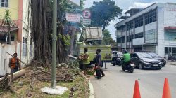 Anggota Dinas SDABMBK Kota Medan Begal Pohon Tanpa K3, Didesak Walikota Medan Dan Inspektorat Periksa Pejabat Pemerintah Kota Medan
