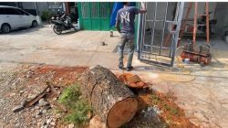 DPC LSM Kebenaran Keadilan Kota Medan Desak Walikota Medan Dan Inspektorat, Copot Kepling Yang diduga Melakukan Pembiaran Terhadap Begal Pohon Serta Tangkap Pelaku Pembegalan Pohon 